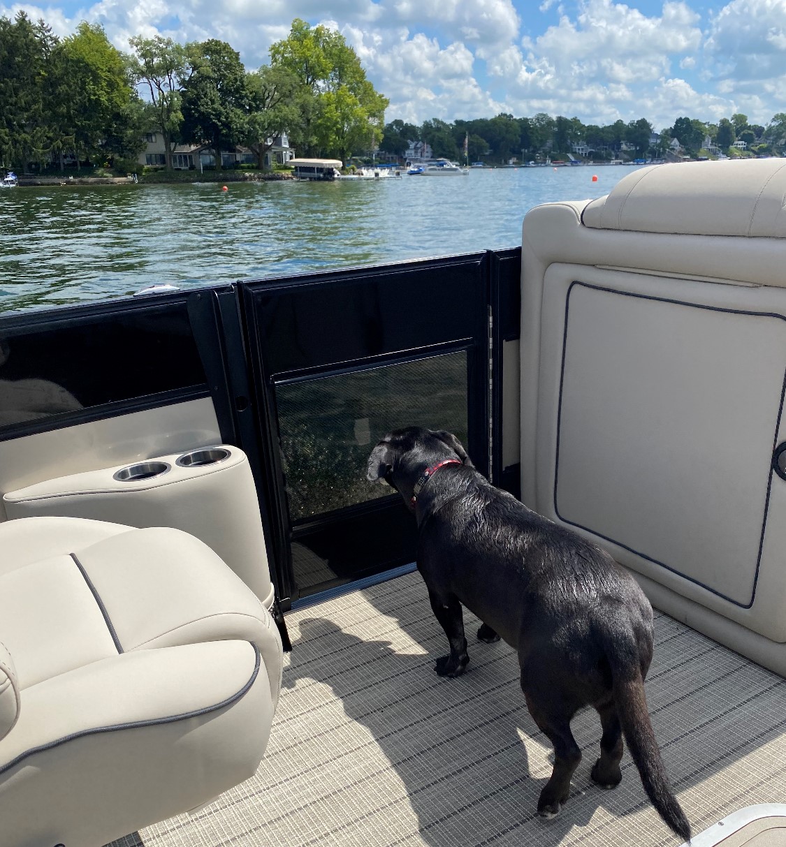 Pet Friendly Barletta Pontoon Boats